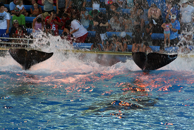 Orca Killer Whale splash at Sea World, San Antonio, Texas
