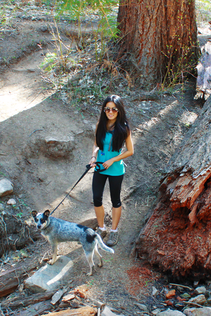 Leonids dog Rocco hiking trail of Marshall Gulch in Sky Islands of Mount Lemmon, Tucson, AZ