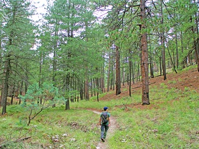 Box Camp Trail, Mount Lemmon, Tucson, Arizona
