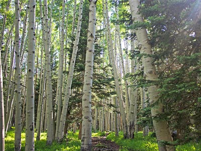 Inner Basin Trail, Flagstaff, Arizona