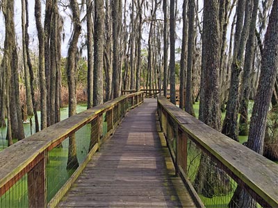 Magnolia Plantation, Charleston, South Carolina