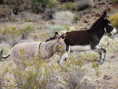 Oatman Ghost Town, Arizona