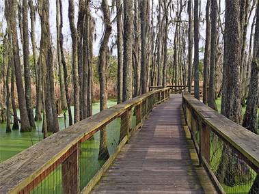 Audubon Swamp