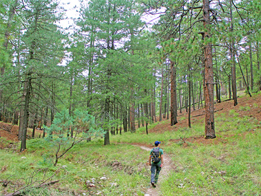 Box Camp Trail