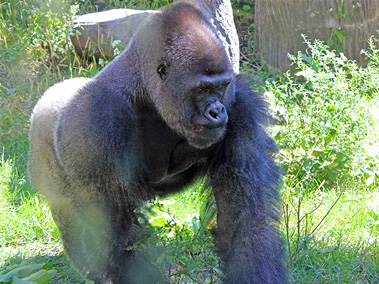 Henry Doorly Zoo