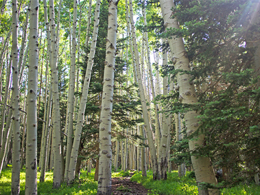 Inner Basin Trail