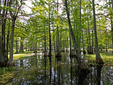 Wiley A. McGeehee Park