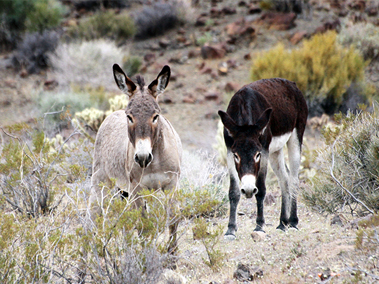 Oatman Ghost Town