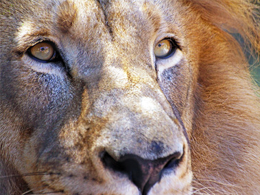 San Diego Zoo
