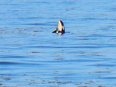 Whale Watching