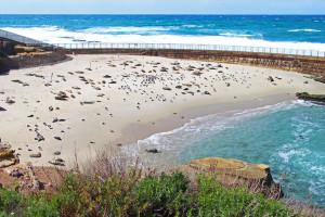 Sea Lions and Pelicans at Children's Pool Beach, La Jolla, California - www.americanexpeditioners.com/childrens-pool-beach