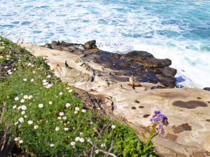 The best place to see sea lions. La Jolla Cove, San Diego, California - /la-jolla-cove