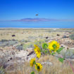 antelope-island17