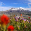 mt-st-helens06