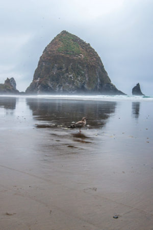 cannon-beach04