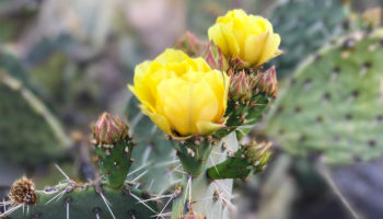 saguaro-national-park-east02