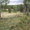east-baldy-trail09