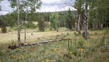 east-baldy-trail09