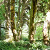 hoh-rainforest07