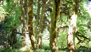 hoh-rainforest07