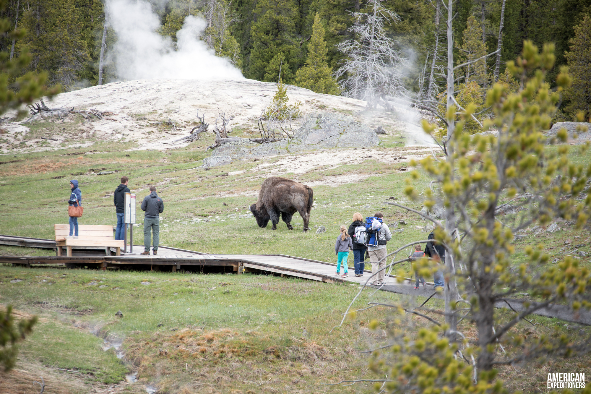Daytrip Yellowstone National Park South Entrance - Bison Buffalo near Old Faithful - AmericanExpeditioners /daytrip-yellowstone-national-park-south