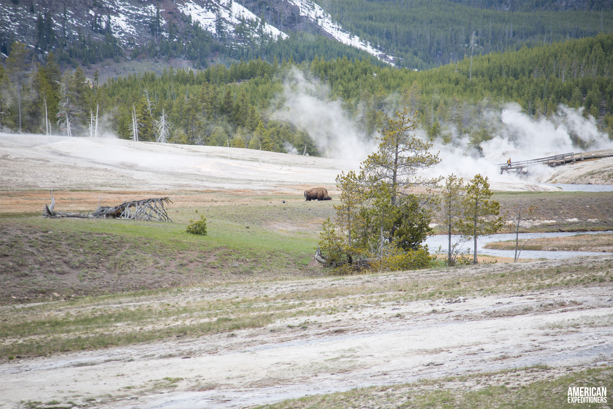 Daytrip Yellowstone National Park South Entrance - Bison Buffalo near Old Faithful - AmericanExpeditioners /daytrip-yellowstone-national-park-south