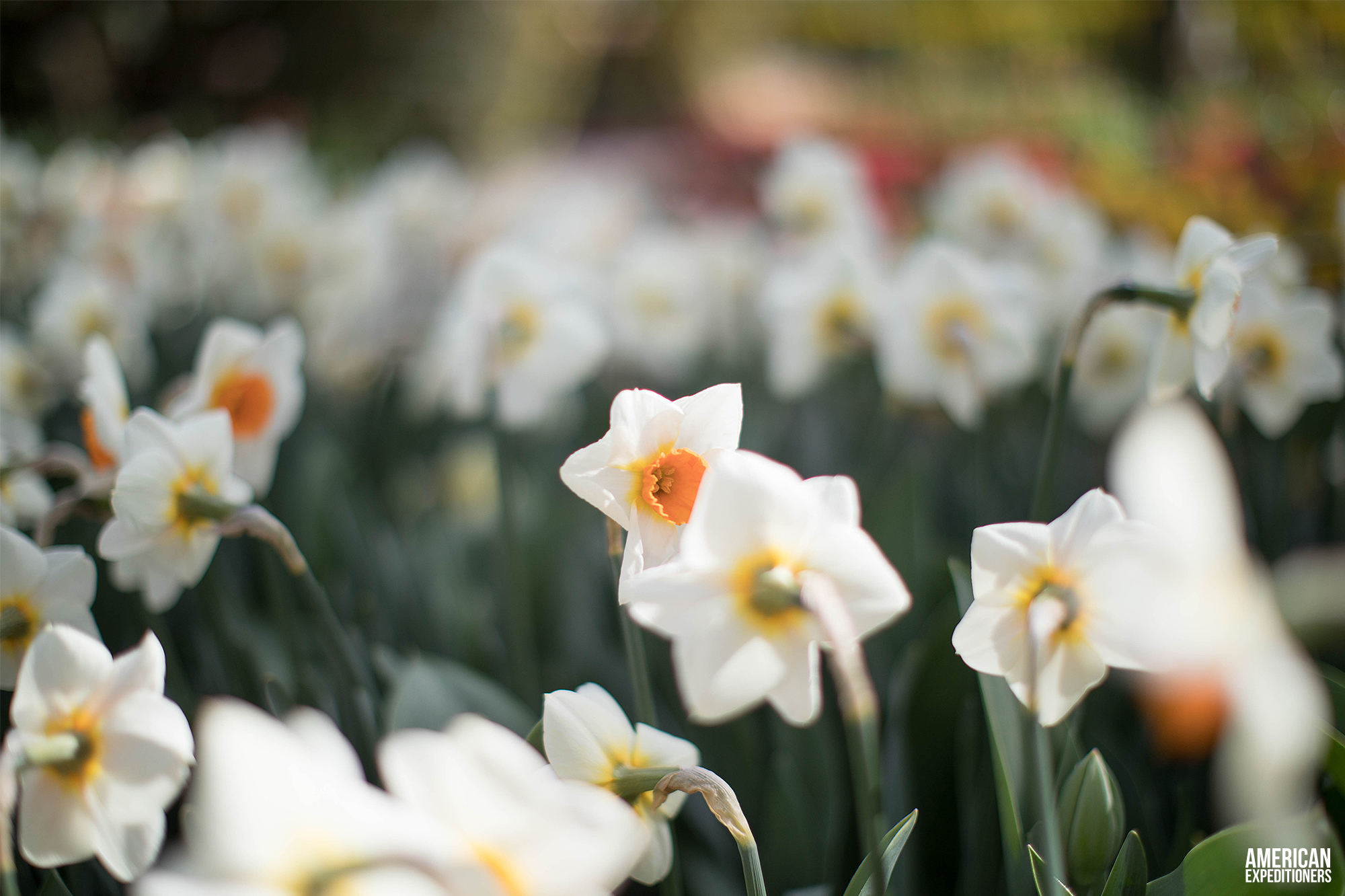 Daffodils at RoozenGaarde Tulip Festival in Mount Vernon, Washington State, WA - AmericanExpeditioners /roozengaarde-tulip-festival/
