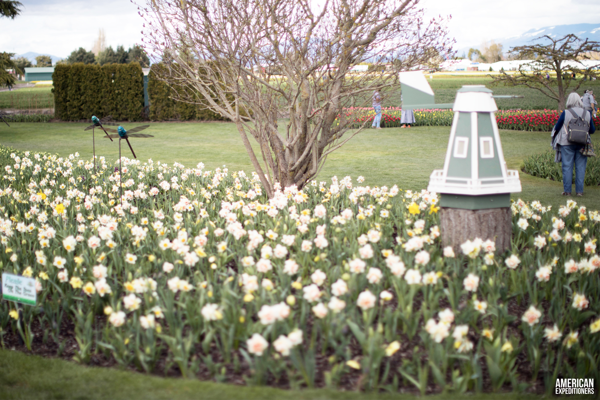 RoozenGaarde Tulip Festival in Mount Vernon, Washington State, WA - AmericanExpeditioners /roozengaarde-tulip-festival/