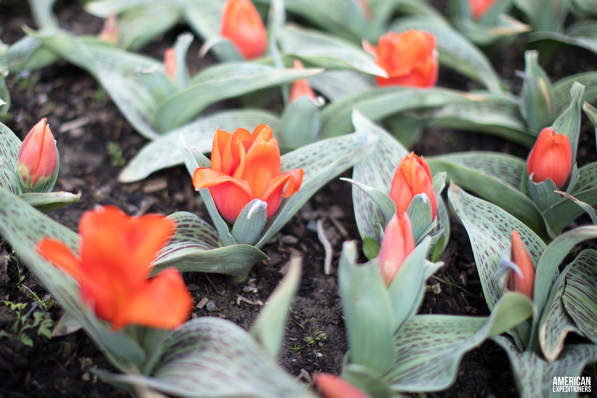 RoozenGaarde Tulip Festival in Mount Vernon, Washington State, WA - AmericanExpeditioners /roozengaarde-tulip-festival/
