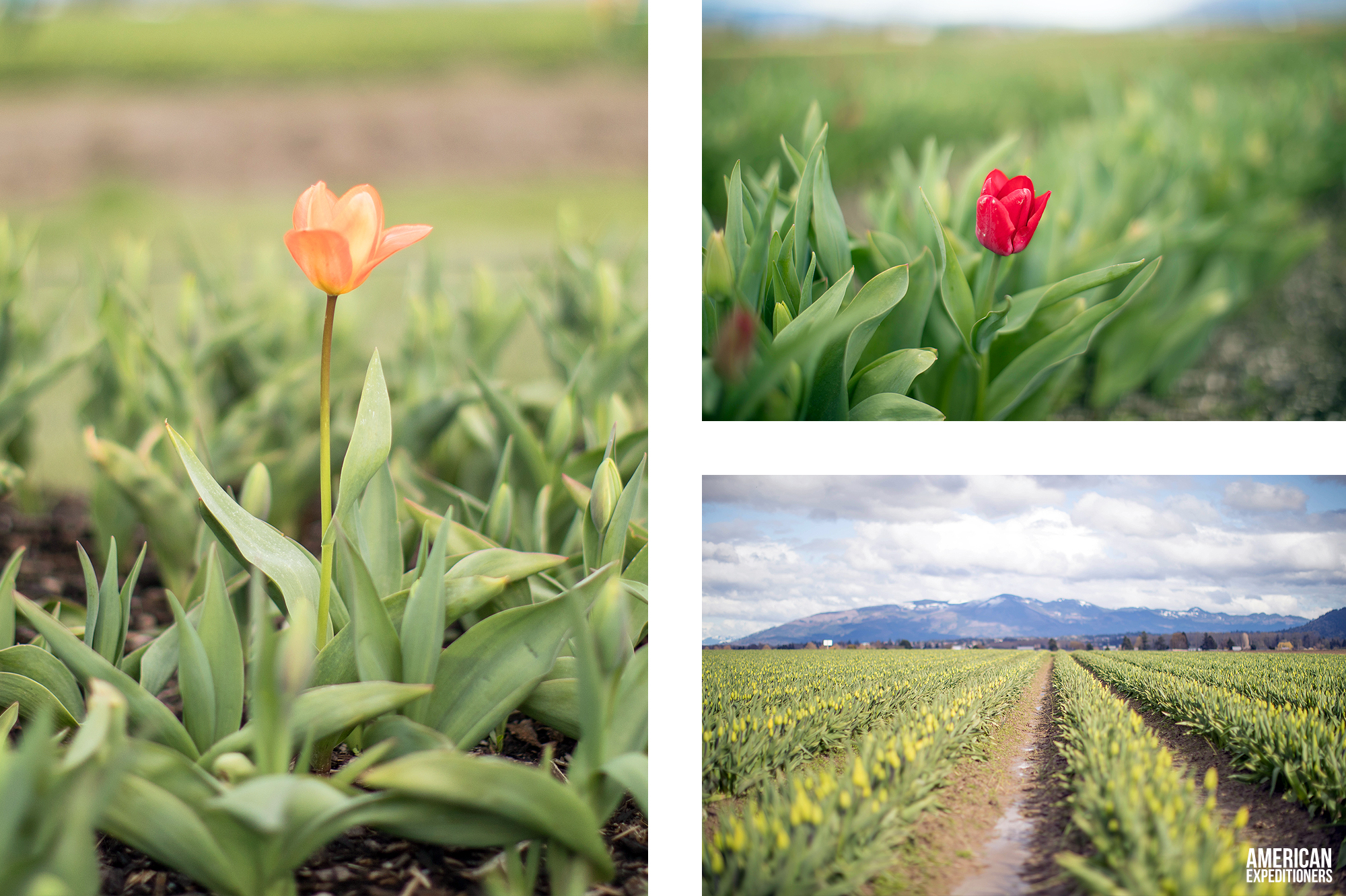 RoozenGaarde Tulip Festival in Mount Vernon, Washington State, WA - AmericanExpeditioners /roozengaarde-tulip-festival/