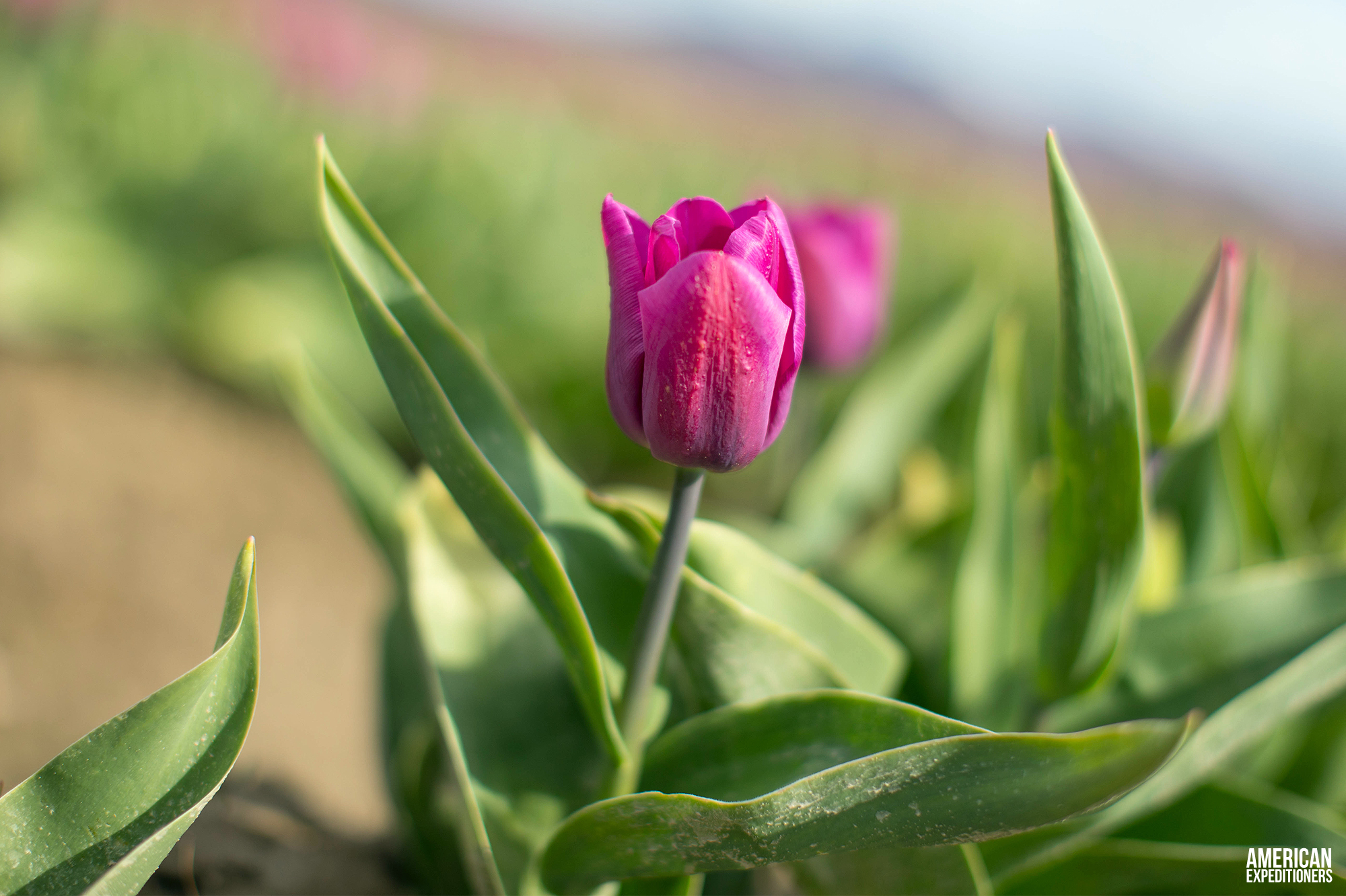 RoozenGaarde Tulip Festival in Mount Vernon, Washington State, WA - AmericanExpeditioners /roozengaarde-tulip-festival/