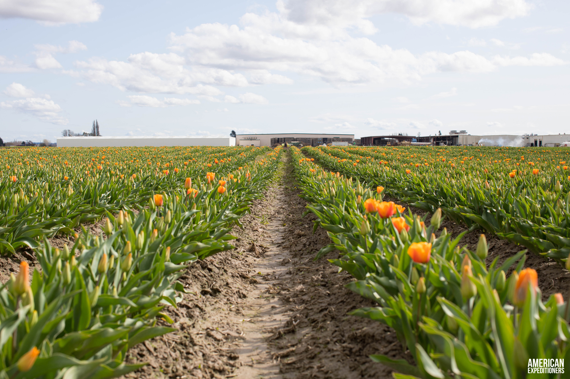 RoozenGaarde Tulip Festival in Mount Vernon, Washington State, WA - AmericanExpeditioners /roozengaarde-tulip-festival/