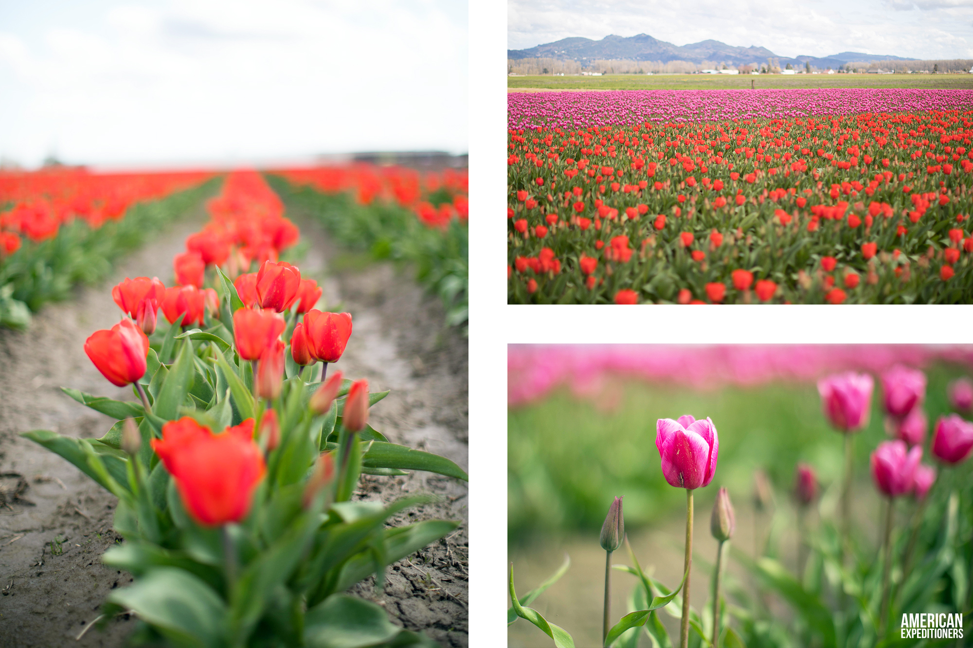 RoozenGaarde Tulip Festival in Mount Vernon, Washington State, WA - AmericanExpeditioners /roozengaarde-tulip-festival/