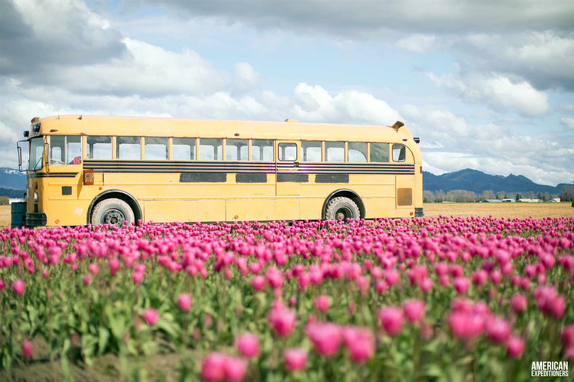 RoozenGaarde Tulip Festival in Mount Vernon, Washington State, WA - AmericanExpeditioners /roozengaarde-tulip-festival/