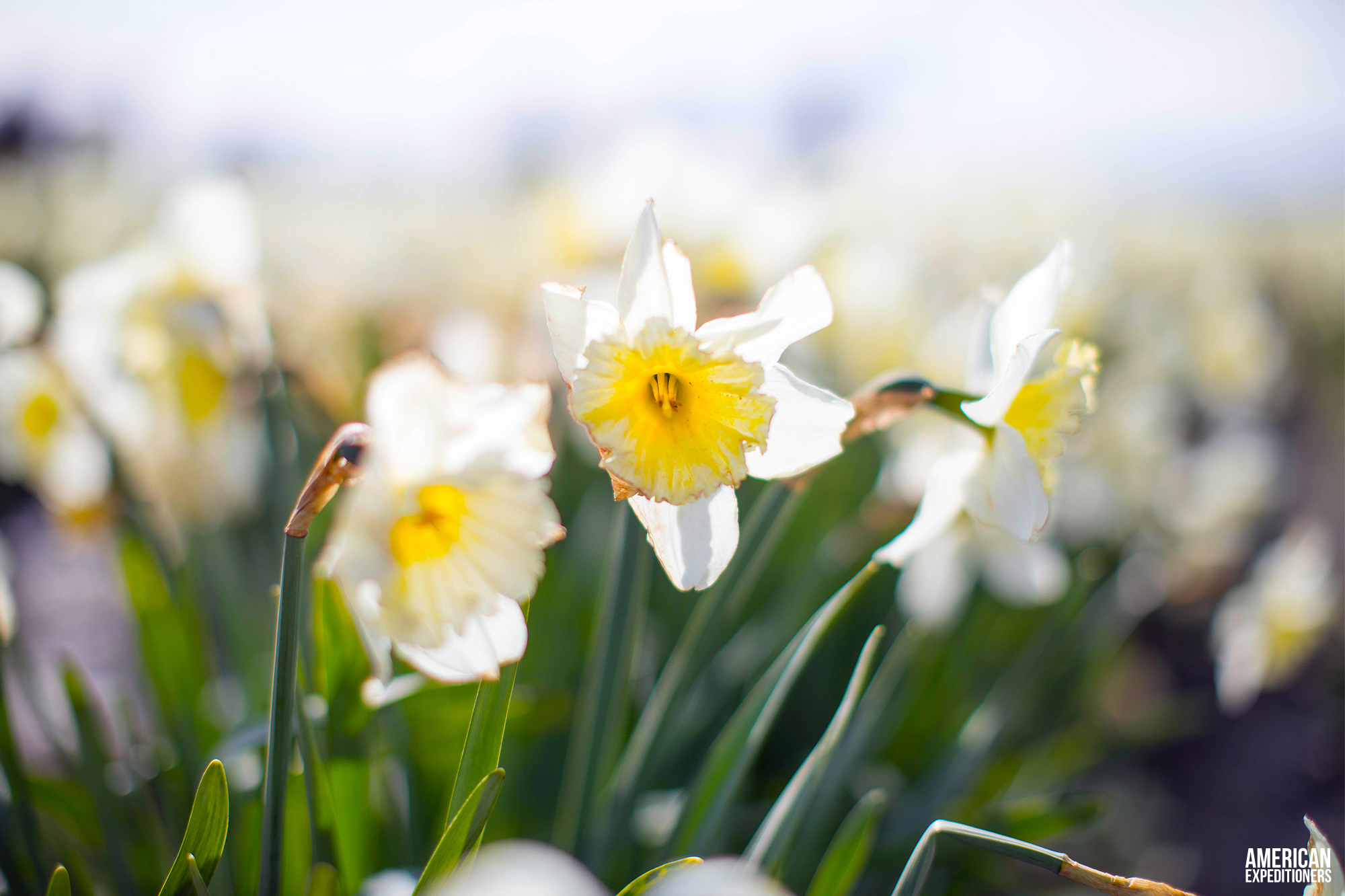 Daffodils at RoozenGaarde Tulip Festival in Mount Vernon, Washington State, WA - AmericanExpeditioners /roozengaarde-tulip-festival/