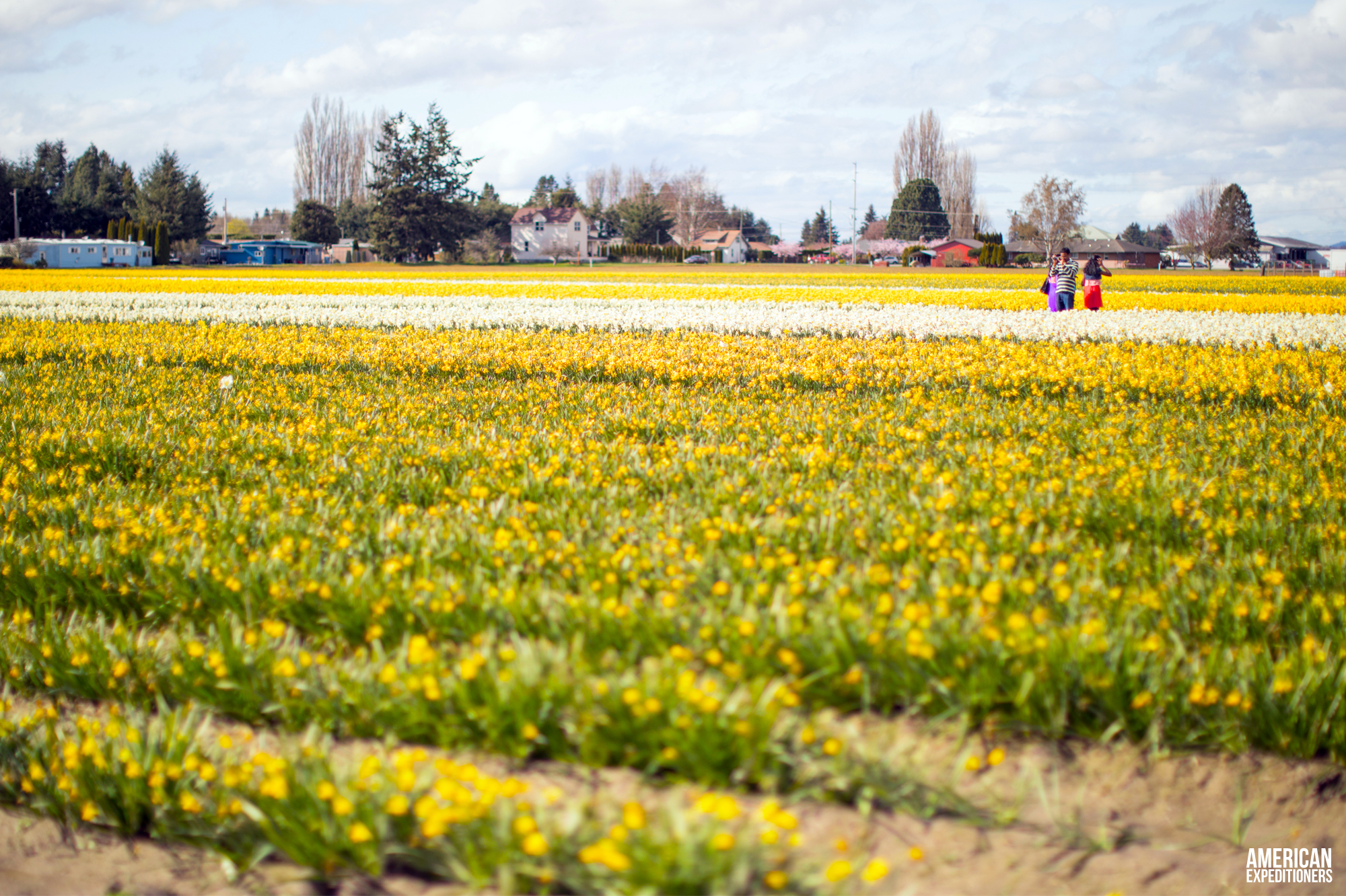 Daffodils at RoozenGaarde Tulip Festival in Mount Vernon, Washington State, WA - AmericanExpeditioners /roozengaarde-tulip-festival/
