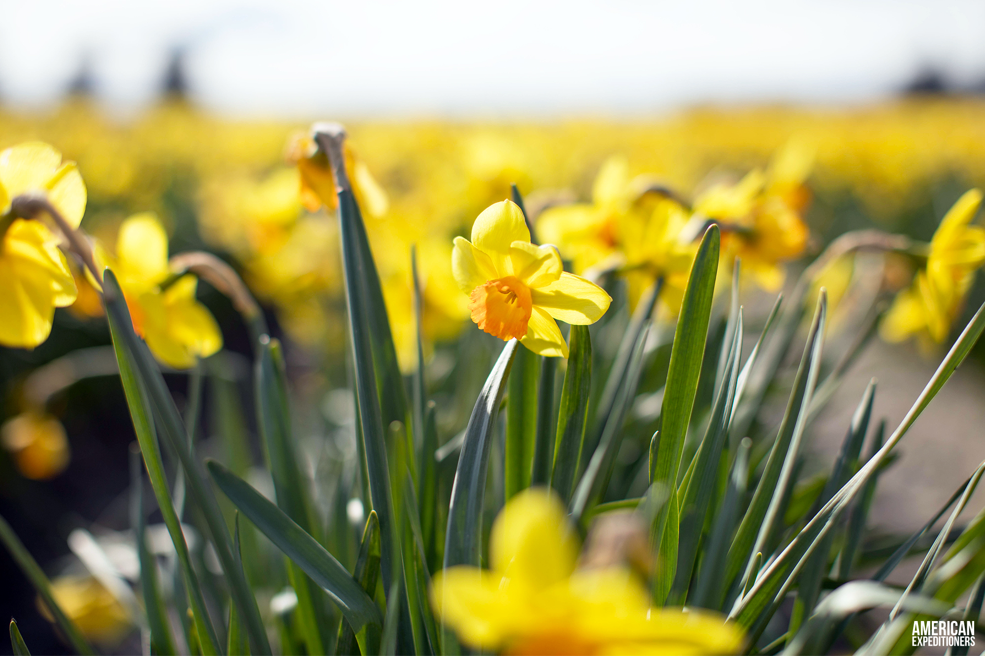 Daffodils at RoozenGaarde Tulip Festival in Mount Vernon, Washington State, WA - AmericanExpeditioners /roozengaarde-tulip-festival/