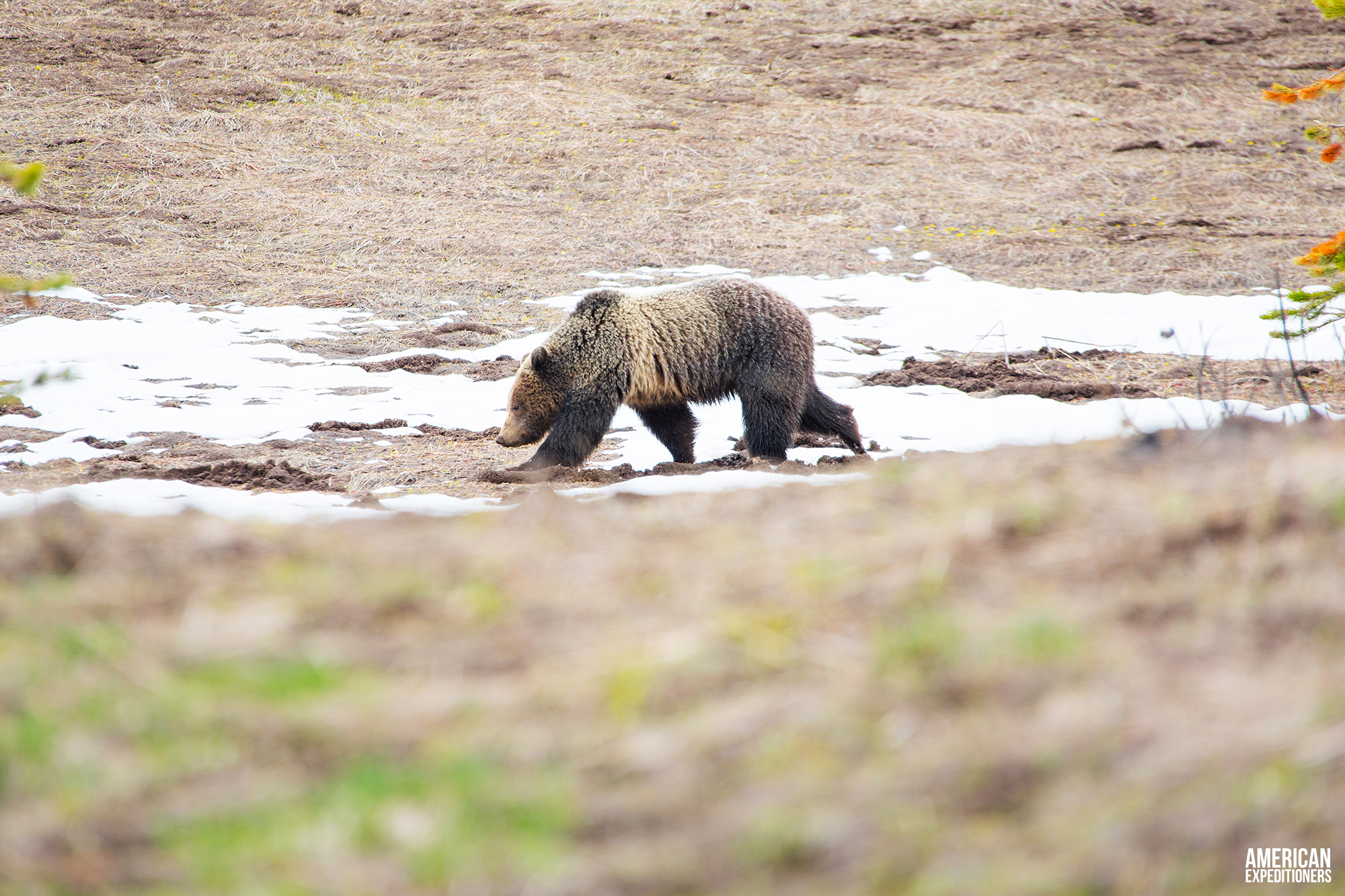 Daytrip Yellowstone National Park South Entrance - Young Grizzly Bear foraging for food - AmericanExpeditioners /daytrip-yellowstone-national-park-south