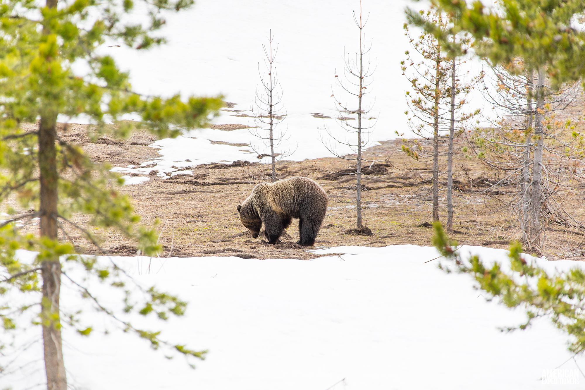 Daytrip Yellowstone National Park South Entrance - Young Grizzly Bear foraging for food - AmericanExpeditioners /daytrip-yellowstone-national-park-south
