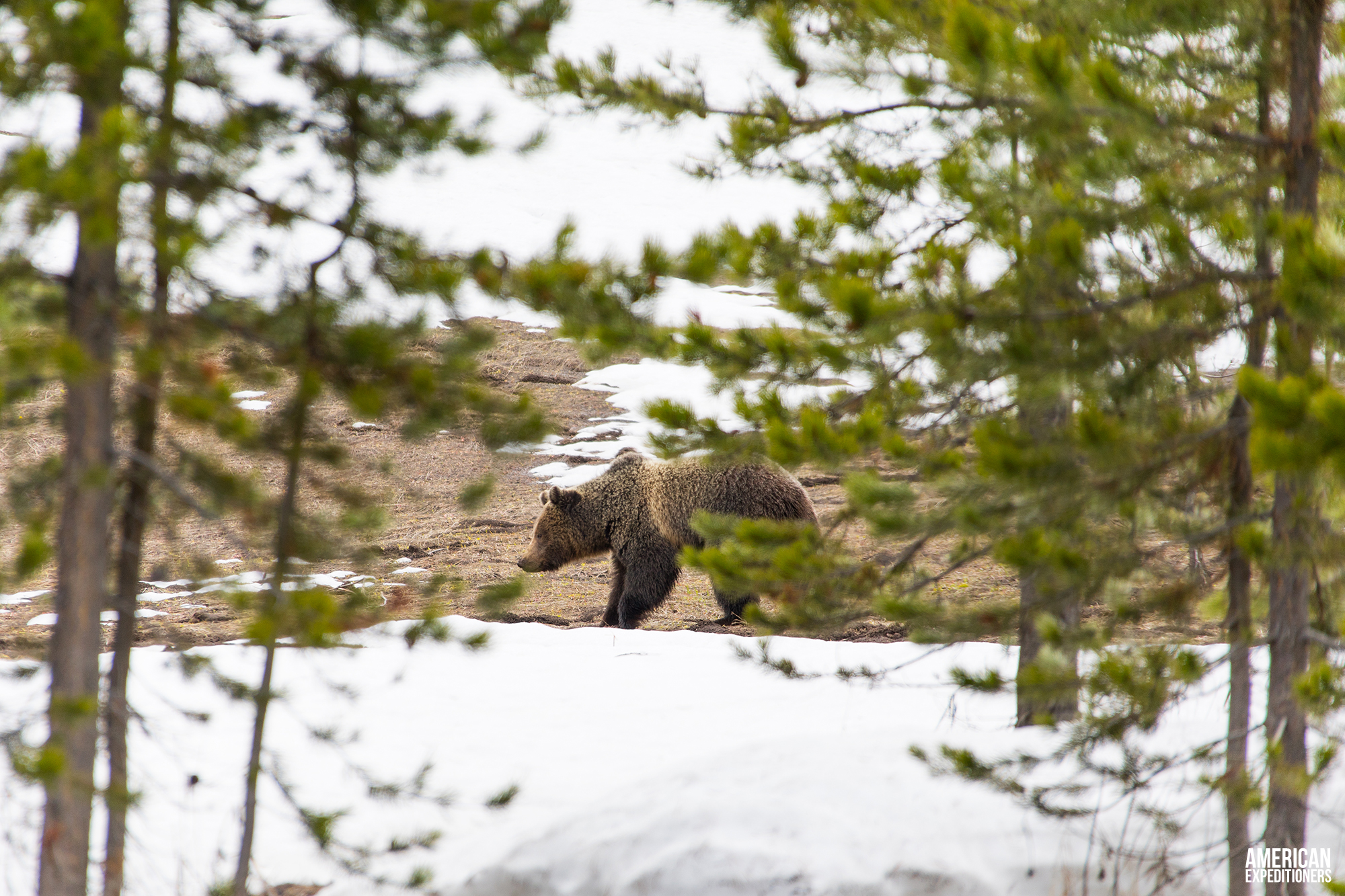 Daytrip Yellowstone National Park South Entrance - Young Grizzly Bear foraging for food - AmericanExpeditioners /daytrip-yellowstone-national-park-south