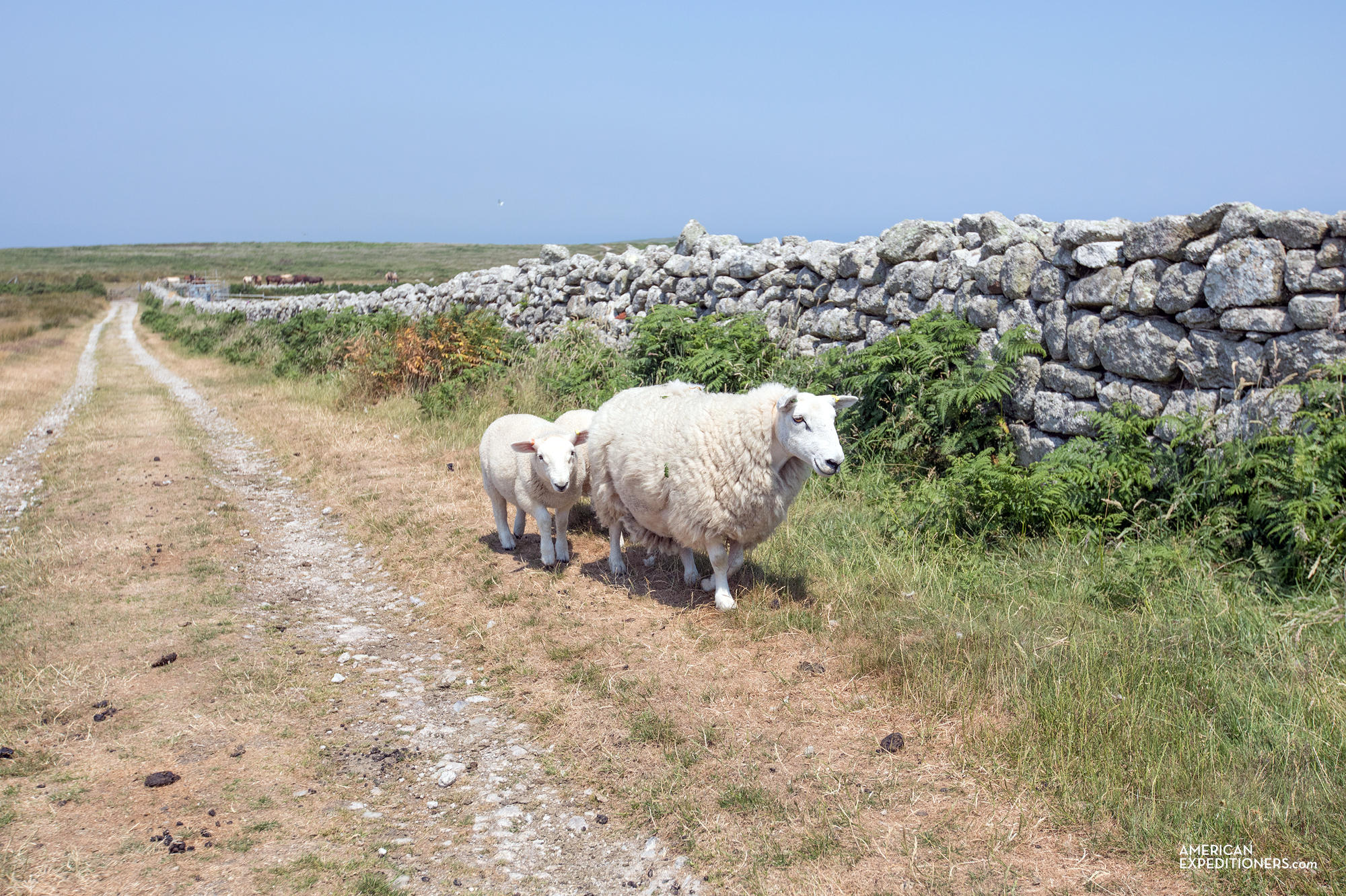 Lundy Island, England, UK - AmericanExpeditioners /day-trip-lundy-island