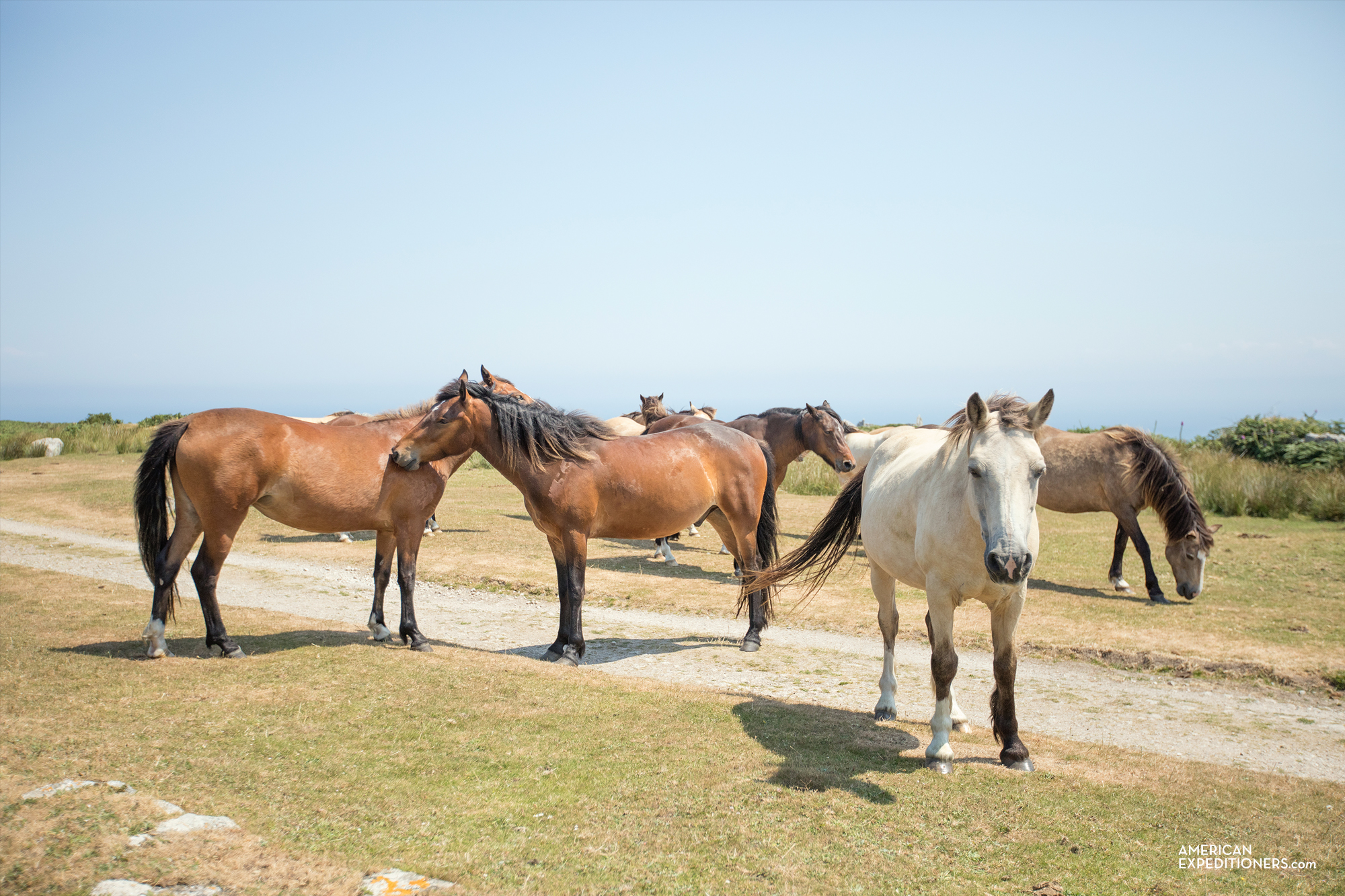 Horses on Lundy Island in England, UK - AmericanExpeditioners /day-trip-lundy-island