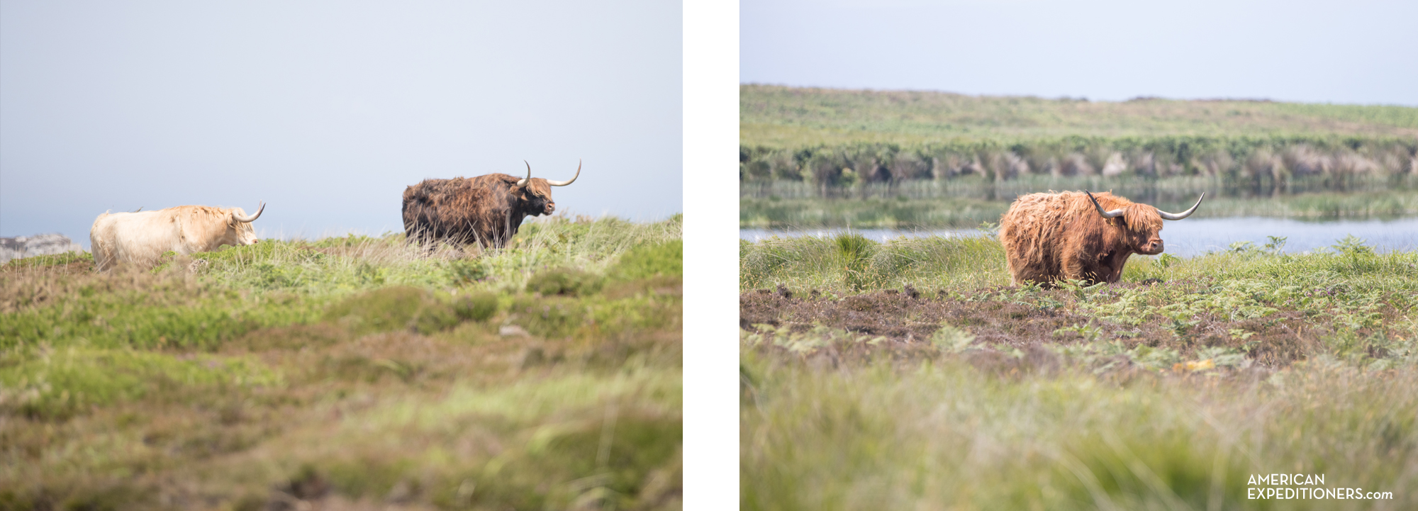 Heilan Coo, Highland Cows on Lundy Island in England, UK - AmericanExpeditioners /day-trip-lundy-island