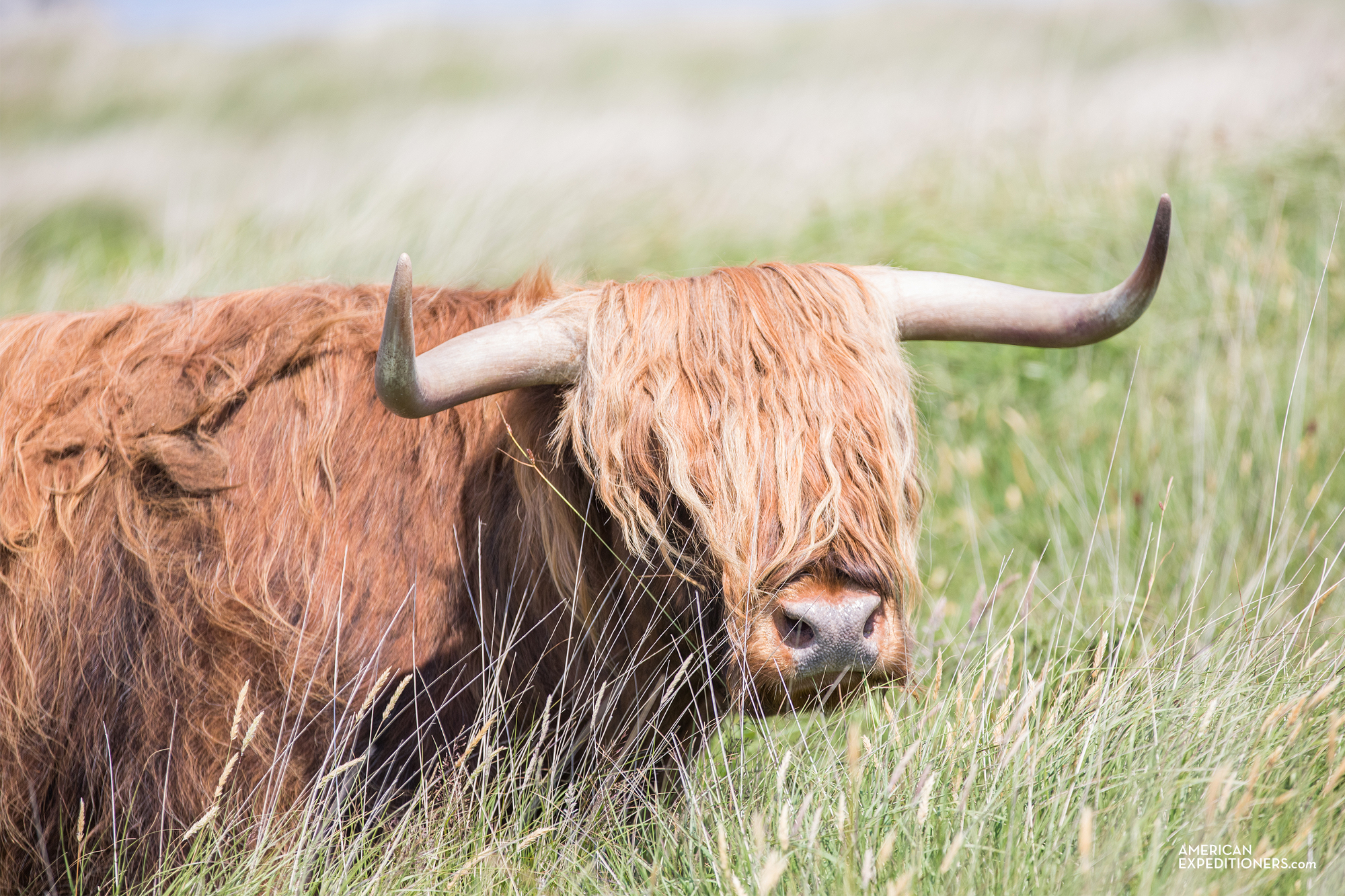 Heilan Coo, Highland Cow on Lundy Island, England, UK - AmericanExpeditioners /day-trip-lundy-island