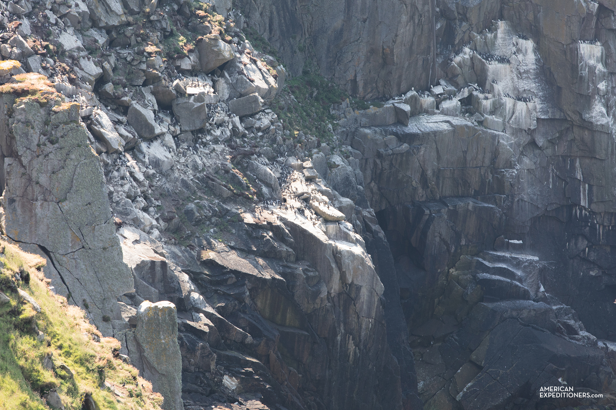 Manx Shearwater and Puffins bird colony on Lundy Island in England, UK - AmericanExpeditioners /day-trip-lundy-island