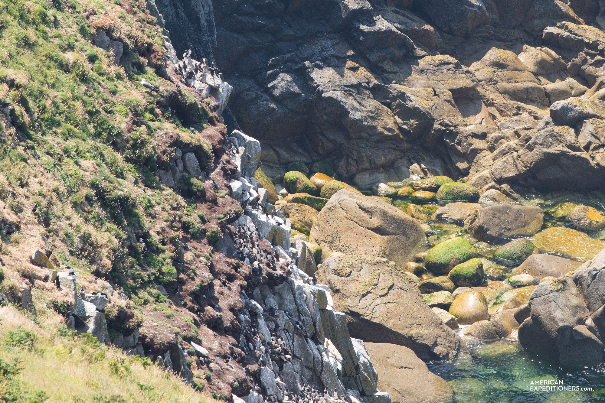 Manx Shearwater and Puffins bird colony on Lundy Island in England, UK - AmericanExpeditioners /day-trip-lundy-island