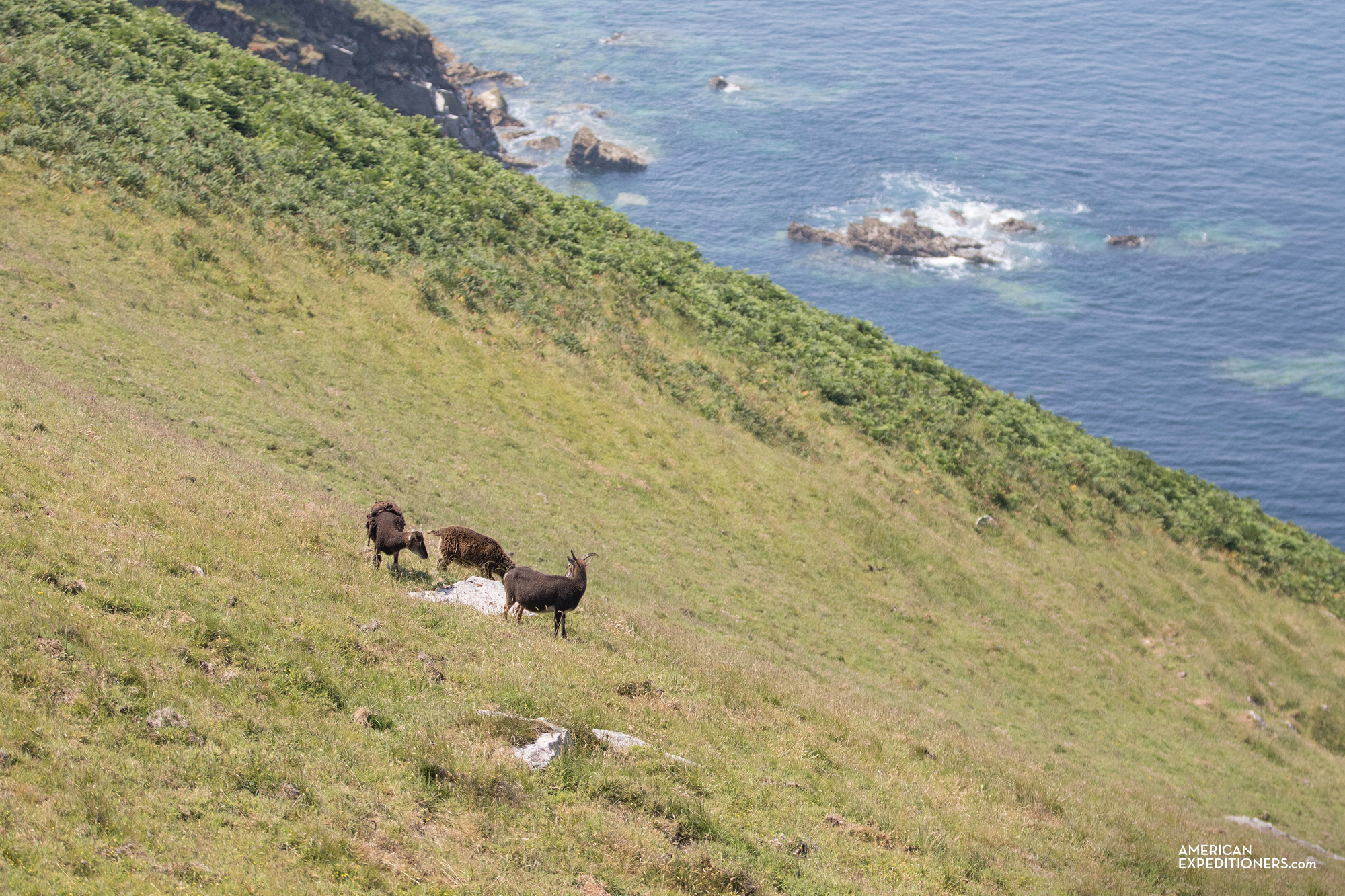 Goats on Lundy Island, England, UK - AmericanExpeditioners /day-trip-lundy-island