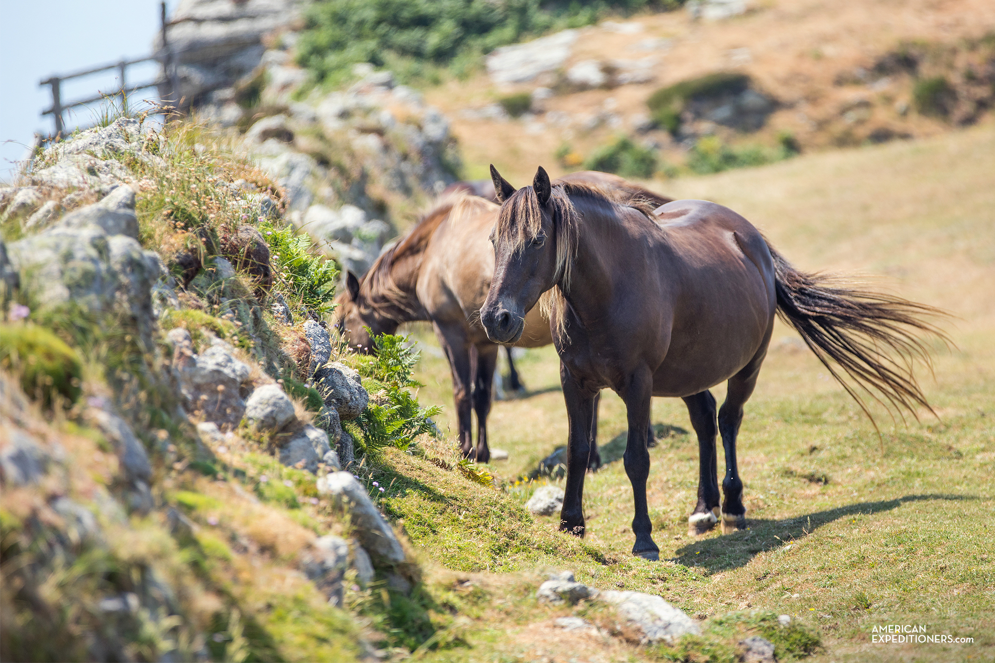 Horses on Lundy Island, England, UK - AmericanExpeditioners /day-trip-lundy-island