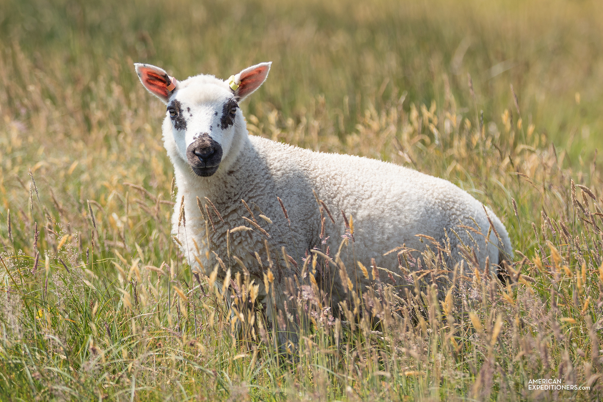 Sheep on Lundy Island, England, UK - AmericanExpeditioners /day-trip-lundy-island