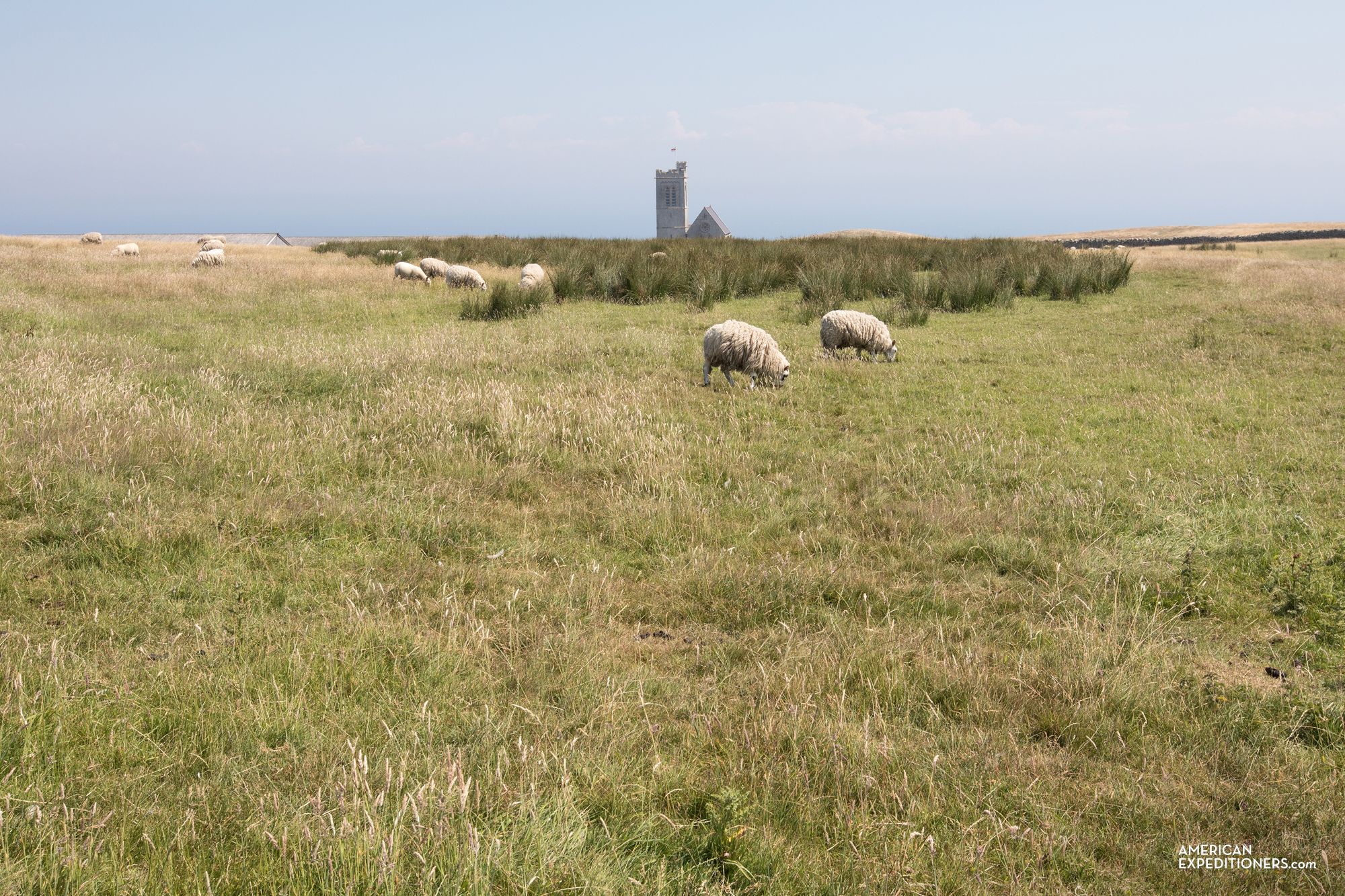 Grazing sheep on Lundy Island, England, UK - AmericanExpeditioners /day-trip-lundy-island